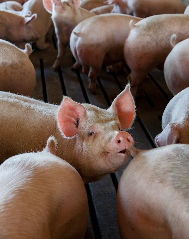cochons